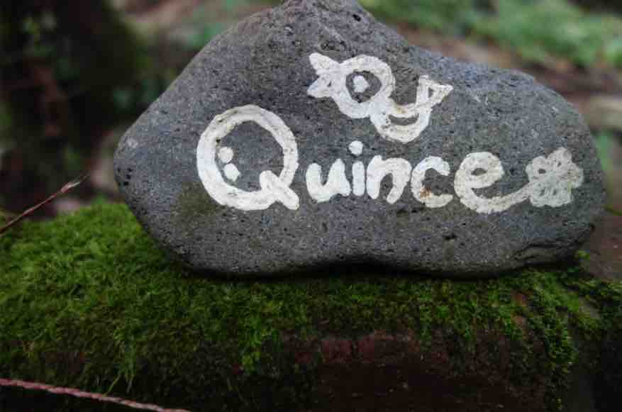 Cafe Quince photographs